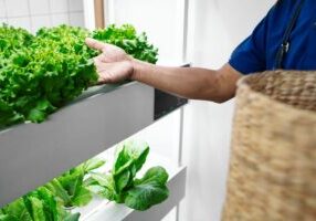 Ultimate Guide to Indoor Farming in India